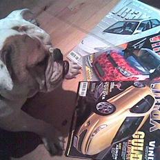 Engelsk bulldog Berta