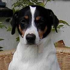 Dansk svensk gaardhund Kaj