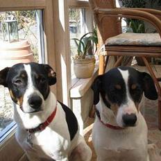 Dansk svensk gaardhund Kaj