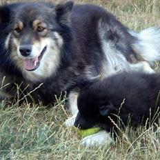 Finsk lapphund Coco 