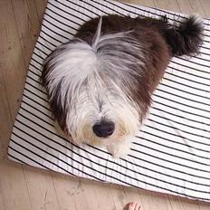 Bearded collie Vappe