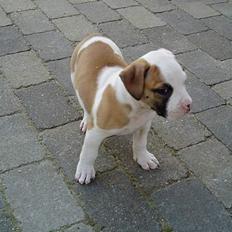 Amerikansk bulldog Lady