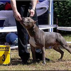 Amerikansk staffordshire terrier Oscar