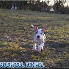 Amerikansk staffordshire terrier Raini