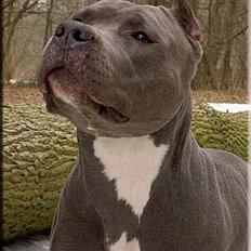 Amerikansk staffordshire terrier Bell