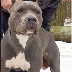 Amerikansk staffordshire terrier Bell