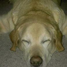 Labrador retriever Polly. (død)