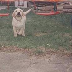 Labrador retriever Polly. (død)