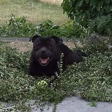 Staffordshire bull terrier Cani