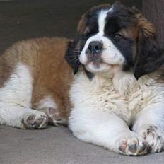 Sankt bernhardshund Sille RIP