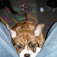 Blanding af racer Sveske