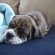 Blanding af racer Sveske