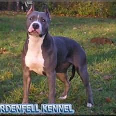Amerikansk staffordshire terrier TIGRA