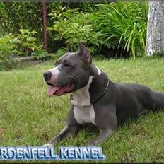 Amerikansk staffordshire terrier TIGRA