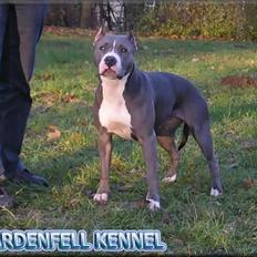 Amerikansk staffordshire terrier TIGRA