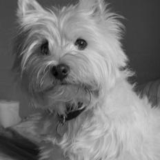 West highland white terrier Bonnie    R.I.P !!! <3 :(