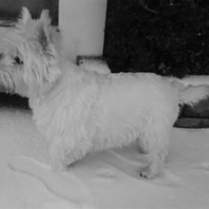 West highland white terrier Bonnie    R.I.P !!! <3 :(