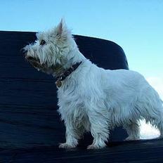 West highland white terrier Bonnie    R.I.P !!! <3 :(