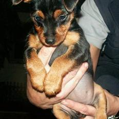 Blanding af racer Milla