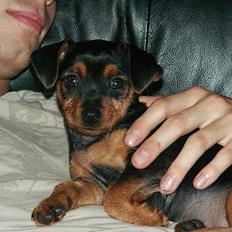 Blanding af racer Milla