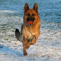 Schæferhund Trilingsgaards Cher