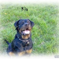 Rottweiler Kia