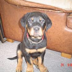 Rottweiler Kia