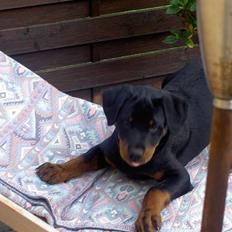 Rottweiler Basse (aflivet 18/1-07)