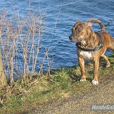 Amerikansk staffordshire terrier Cody HimmelHund