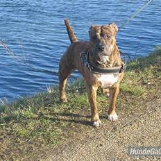 Amerikansk staffordshire terrier Cody HimmelHund