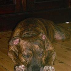 Amerikansk staffordshire terrier Cody HimmelHund