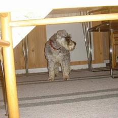 Dvaergschnauzer Andrea