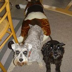 Dvaergschnauzer Andrea