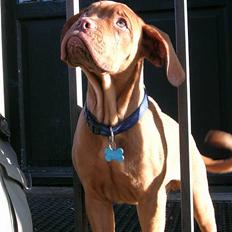 Dogue de bordeaux Balder *DØD*