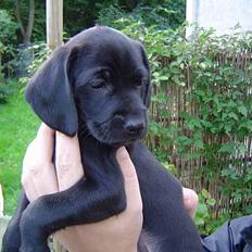 Blanding af racer Liva