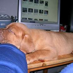 Dogue de bordeaux Balder *DØD*