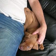 Dogue de bordeaux Balder *DØD*