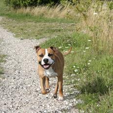 Blanding af racer Macho