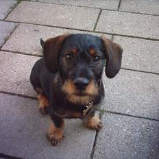 Blanding af racer Zargi