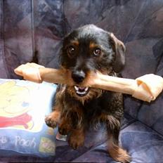 Blanding af racer Zargi