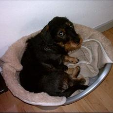 Blanding af racer Zargi