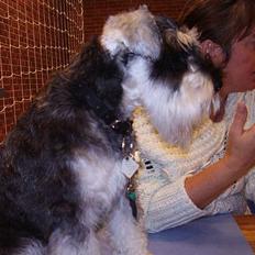 Dvaergschnauzer Skipper