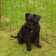 Dvaergschnauzer Nolly