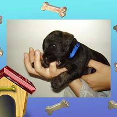 Dvaergschnauzer Nolly