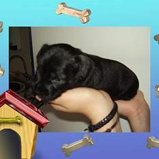 Dvaergschnauzer Nolly