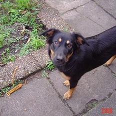 Blanding af racer Tulle