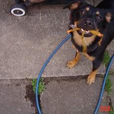 Blanding af racer Tulle