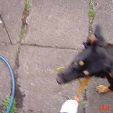 Blanding af racer Tulle