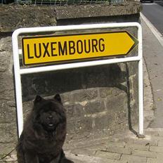 Chow chow Shi'tou Cassiterit