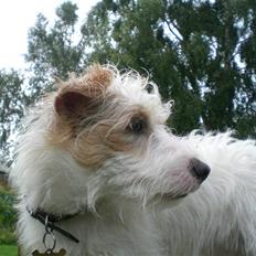 Jack russell terrier Jason R.I.P (kun 4½ år)